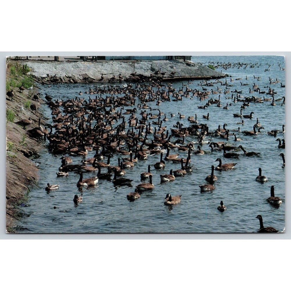 Postcard PA Linesville Geese Ducks Spillway Where the Ducks Walk on Fish c1970s